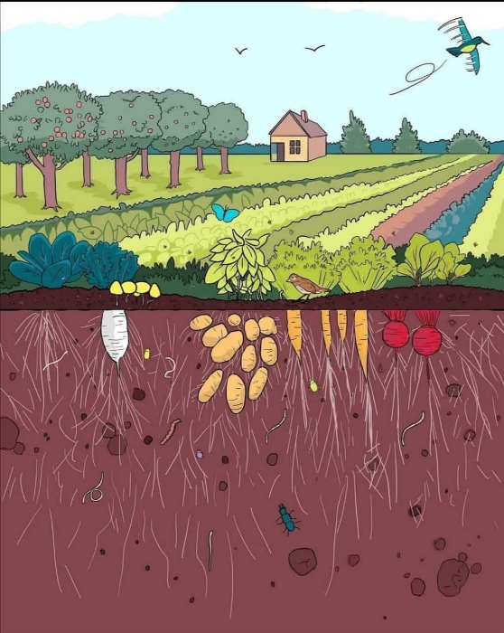 
          💁🏿‍♂️05 décembre Journée mondiale des #sols, célébrant des sols sains pour un avenir de sécurité alimentaire en Afrique 🌍☘️.  Cette année, nous concentrons notre attention sur les travailleurs souterrains - des minuscules bactéries aux mille-pattes agiles et aux vers de terre qui se tortillent - qui contribuent tous aux processus indispensables à la vie sur Terre.
 ⁣⁠
 De nos jours, la perte de biodiversité est préoccupante et le sol est également affecté.  Le sol abrite plus d'un quart de la vie sur Terre.  Pourtant, nous ne connaissons qu'un pour cent de ce vaste univers souterrain.  Les organismes du sol sont responsables de nombreux processus écosystémiques critiques dont dépendent les humains: soutenir la croissance des plantes, stocker le carbone et nous donner des aliments nutritifs.
 ⁣⁠
 Mais la biodiversité des sols est sous pression!   gestion non durable des sols affecte la vie souterraine.  Agissez pour protéger la biodiversité des sols en creusant avec nous!  🌱🌳🌍
#afrique #t