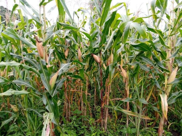 
          Mawussi. Production de maïs variété ikénné dans la région de la Kara, village Sanda