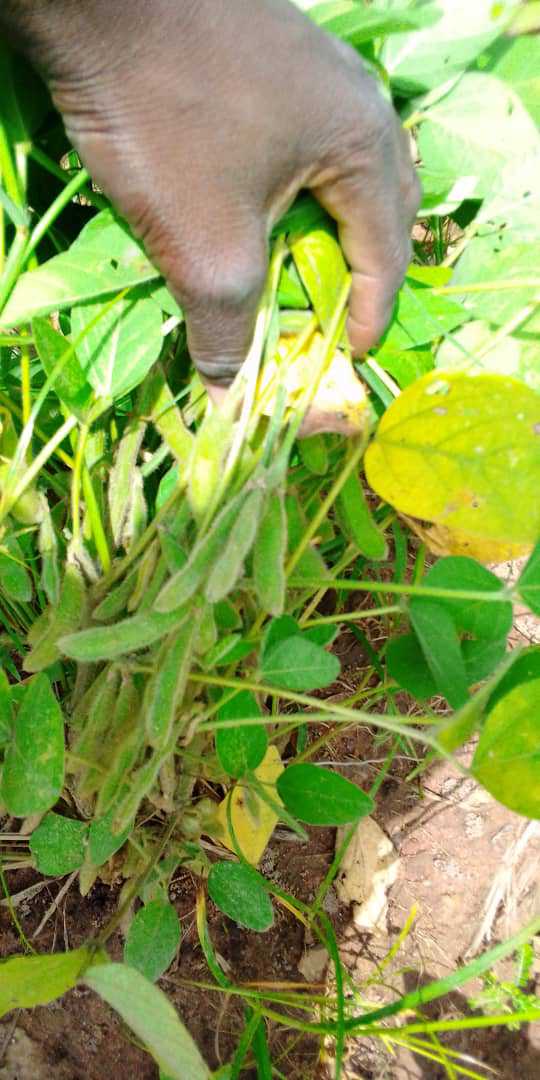 
          Soycain/Mawussi_Baasar. Les producteurs se posent beaucoup de questions sur la répétitives des pluies dans la zone Bassar au Togo. Pourtant, les soja sont déjà à maturité. Comment faire pour gardé la qualité du produit à la récolte ? Pour plus d'information et d'échanges, rejoignez nous sur Talkag.