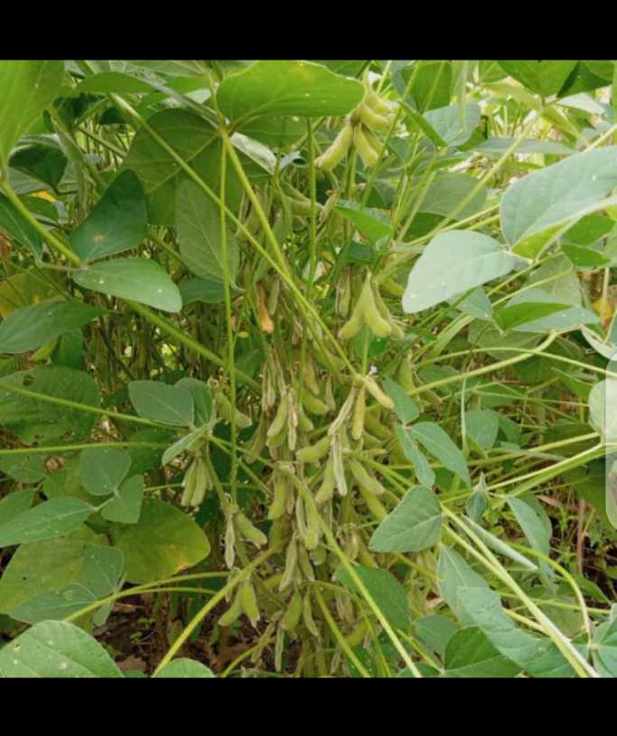 
          Mawussi/Soycain. Quelle stratégie ou technique doit-on utiliser lors des récoltes pour gardé la qualité du produit ? Rejoignez nous sur talkag pour plus d'échange