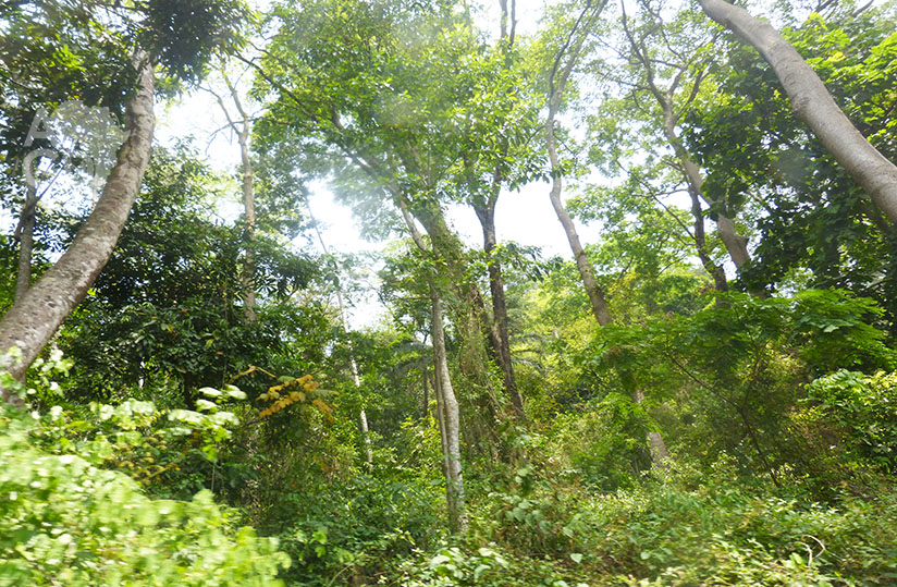 
          #Forêt 