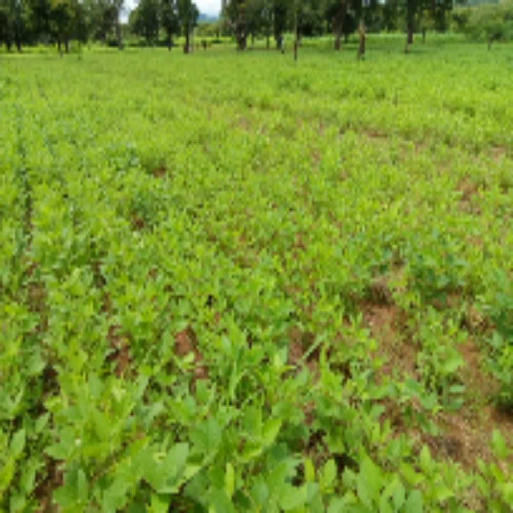 Piyinda 