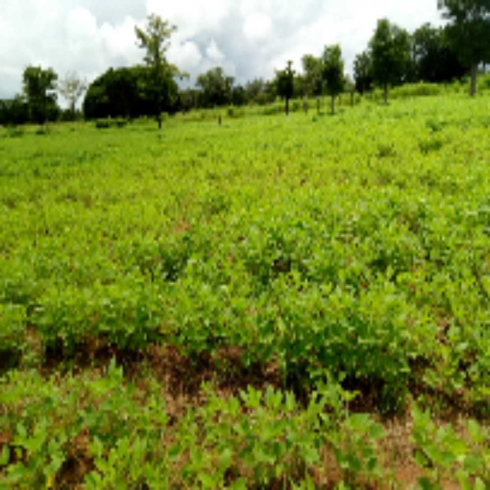 Piyinda 