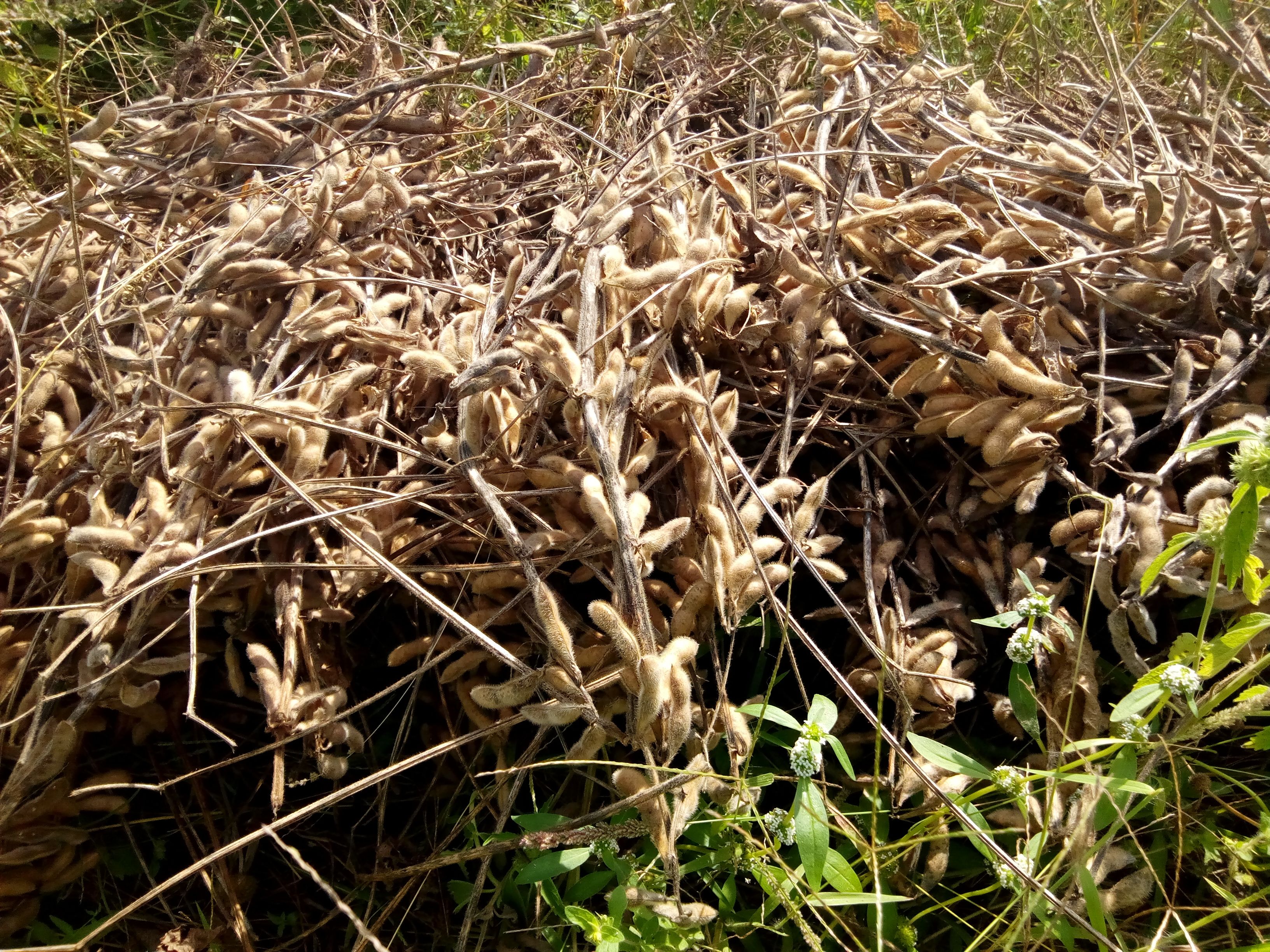 Piyinda 