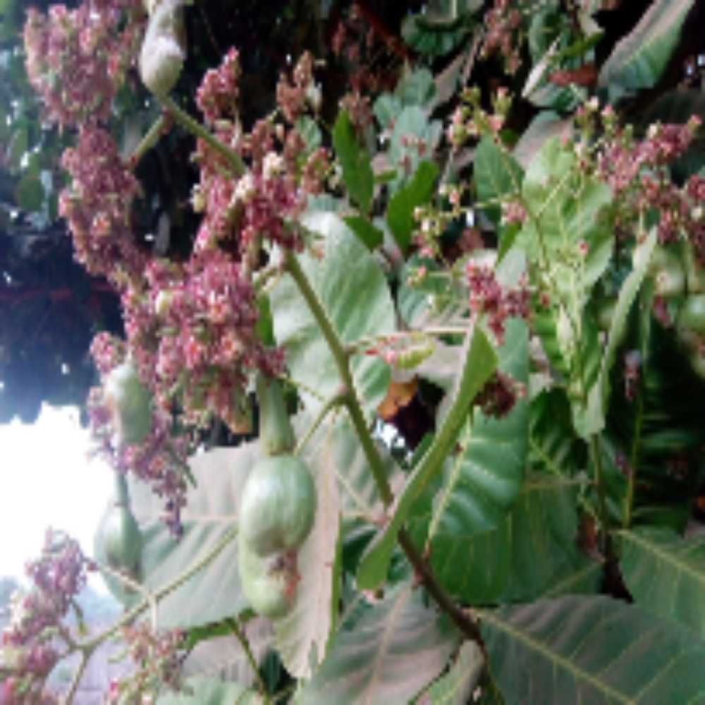 Piyinda 