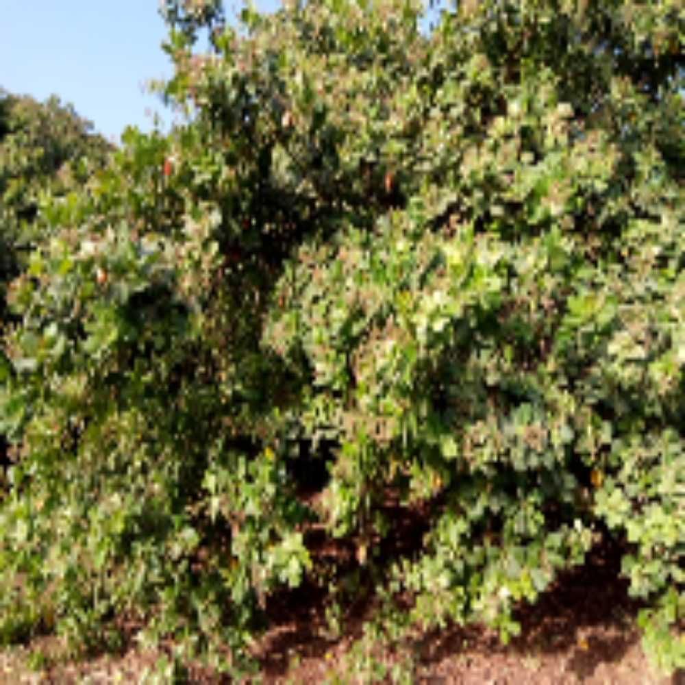 Piyinda 
