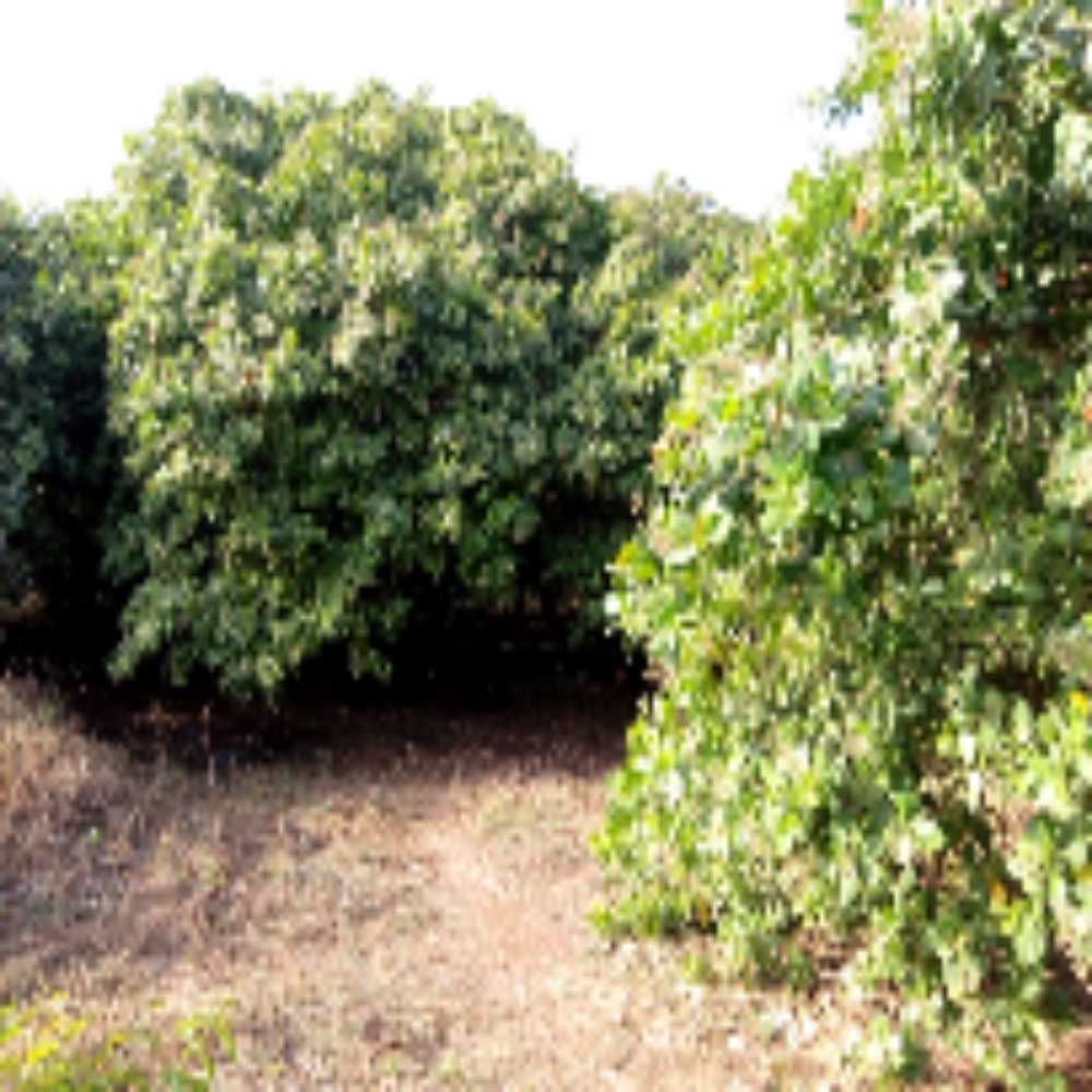 Piyinda 