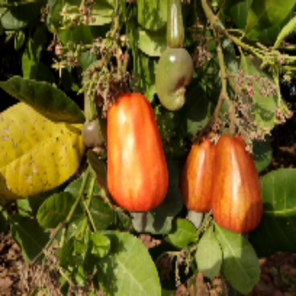 Piyinda 