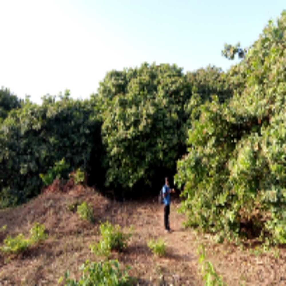 Piyinda 