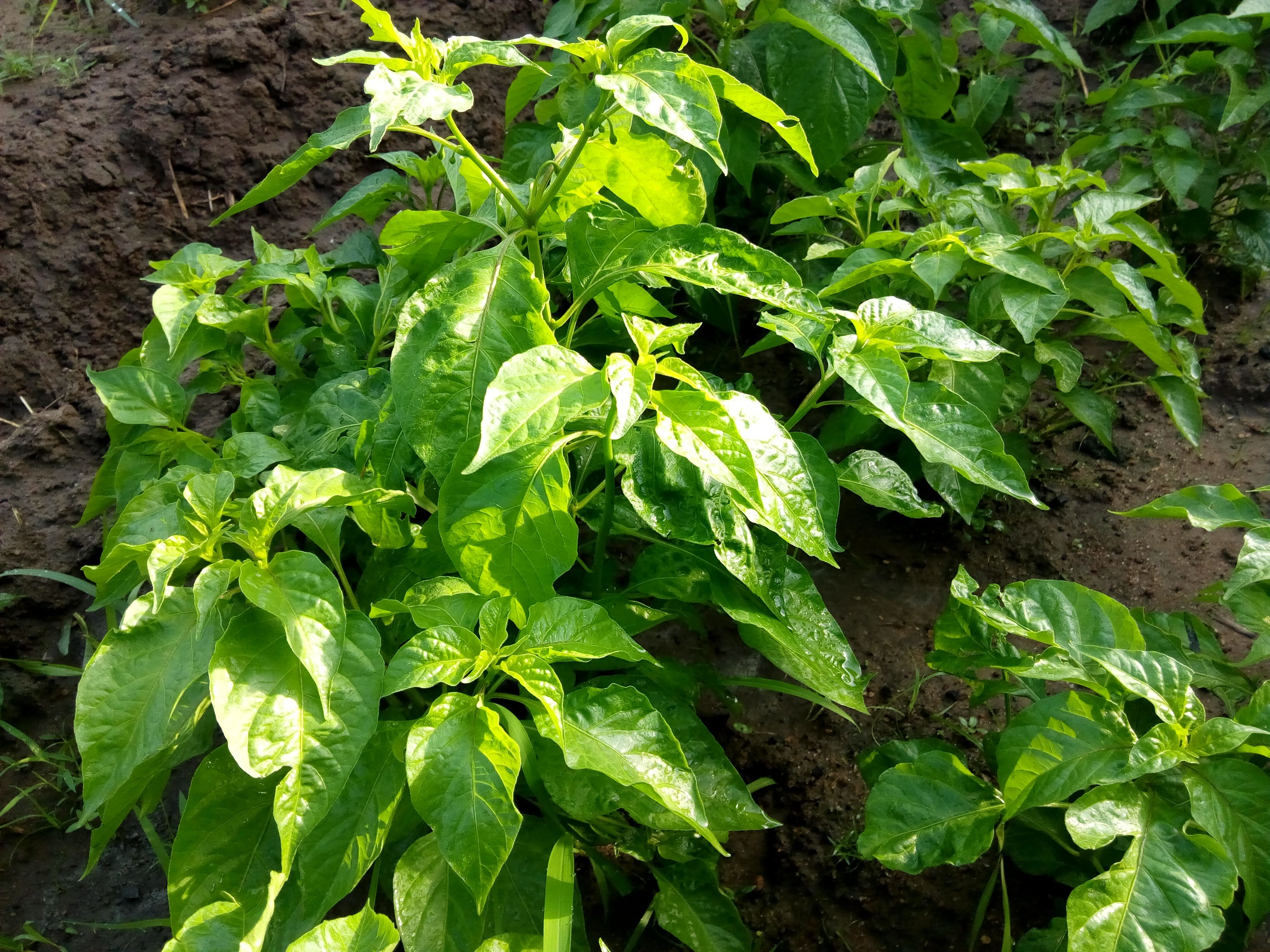 Piyinda 