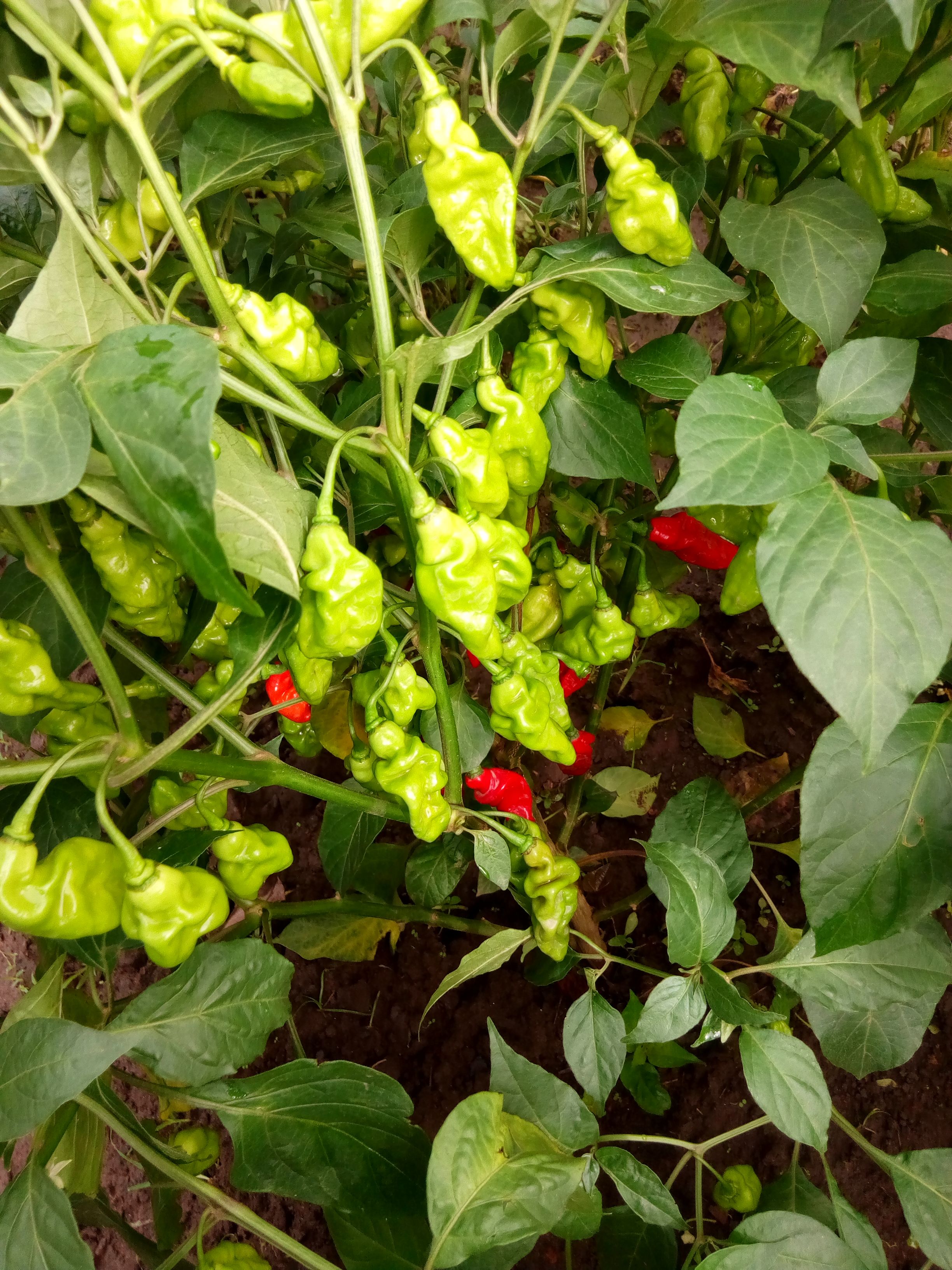 Piyinda 
