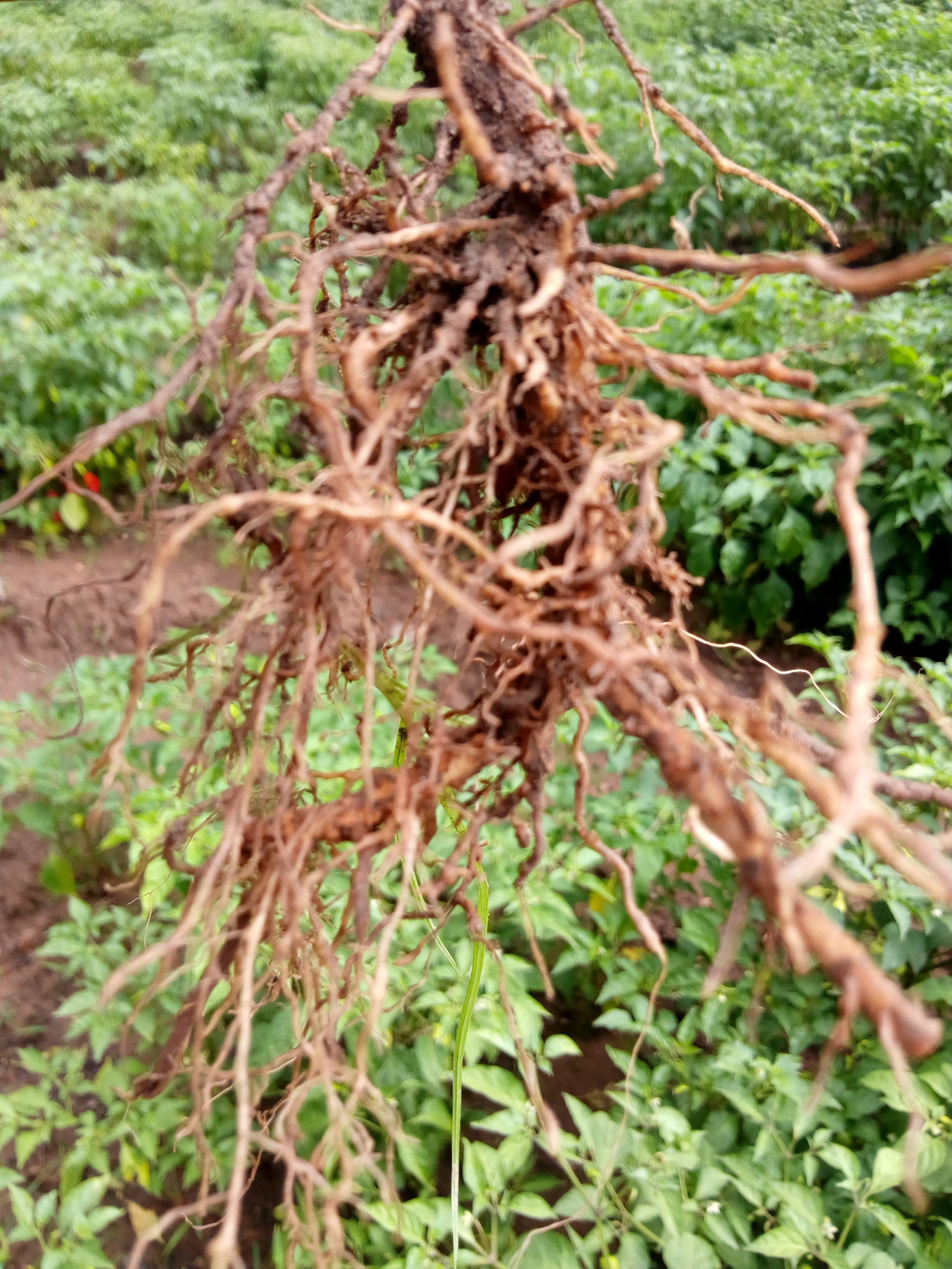 Piyinda 