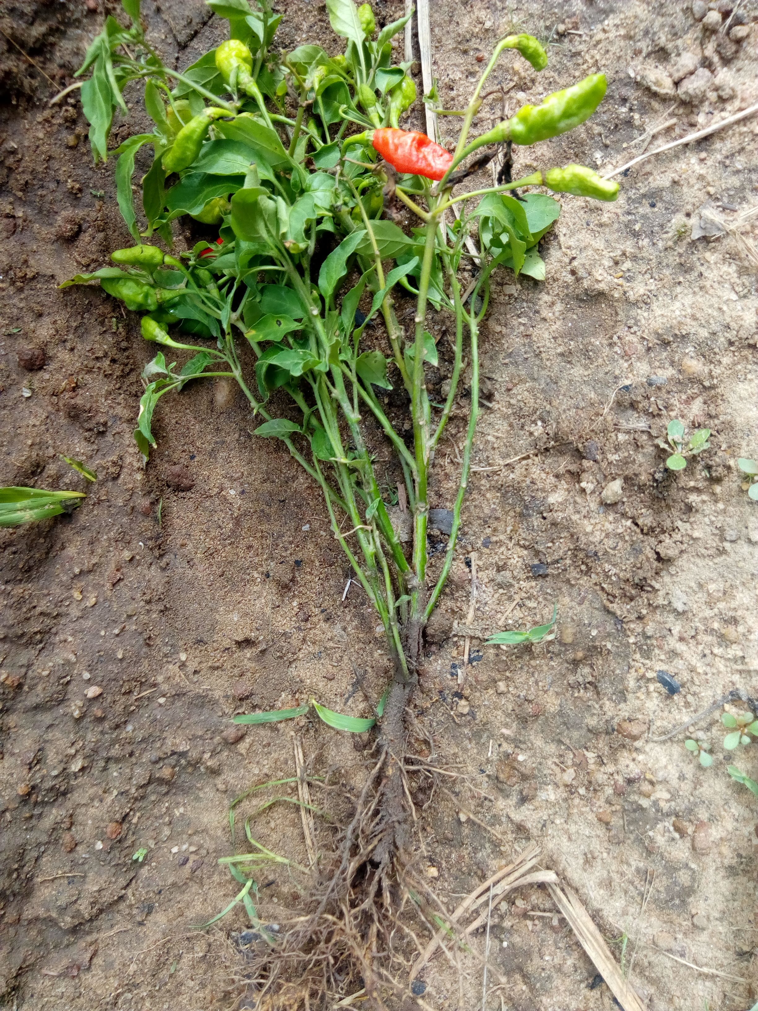 Piyinda 
