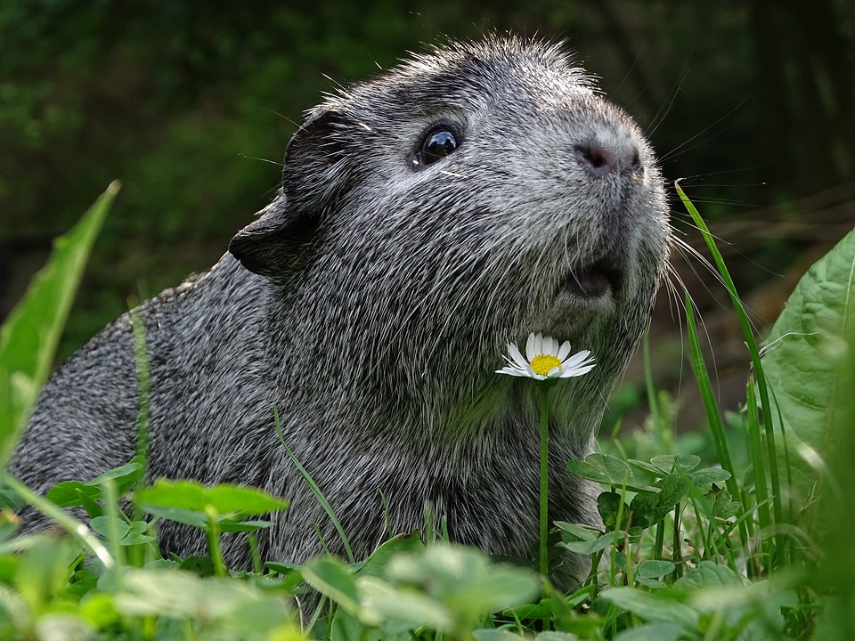
          L'aulacode (Rat des roseaux ou Agouti )