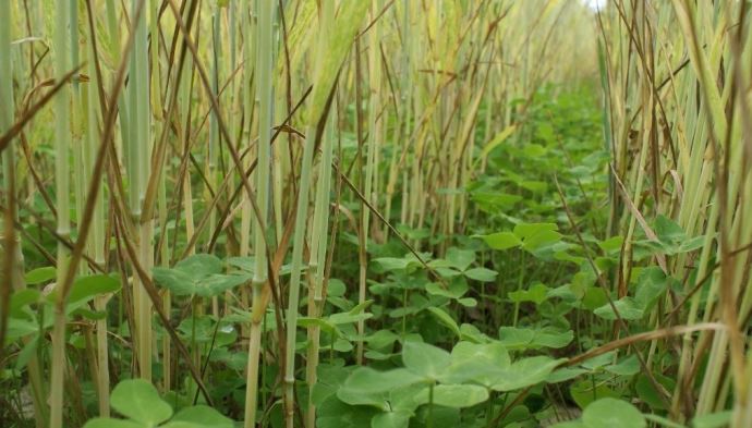 
          Couverts végétaux Implantation des couverts d’été, il n’y a pas que l’eau d’indispensable