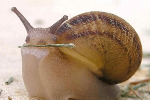 
          Créer un élevage d'escargots : les clés pour réussir dans ce lien