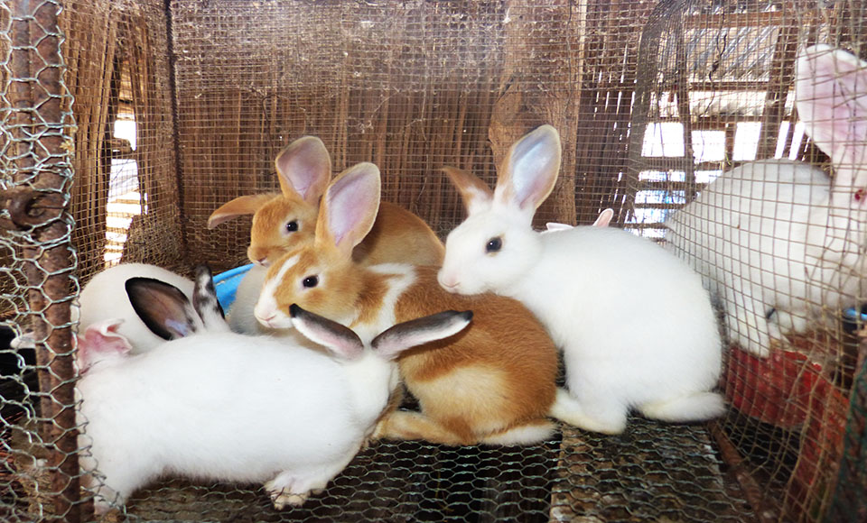 
          Avec 300.000, devenez prospère en élevant  du lapin