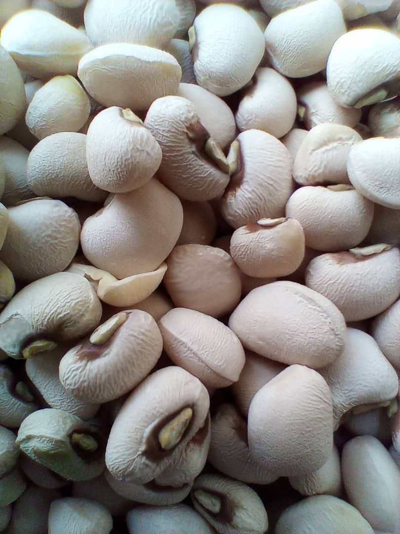 
          Ogboni 