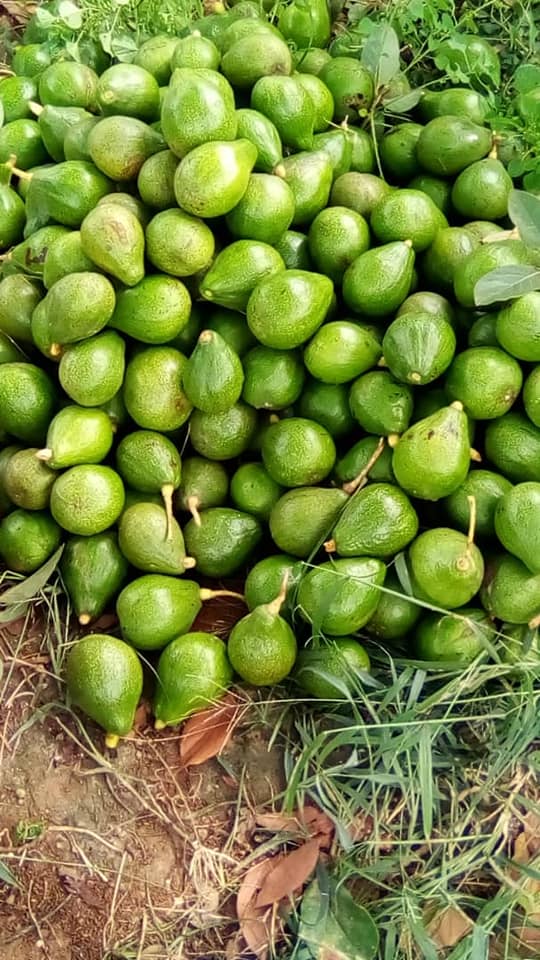 
          Ogboni 