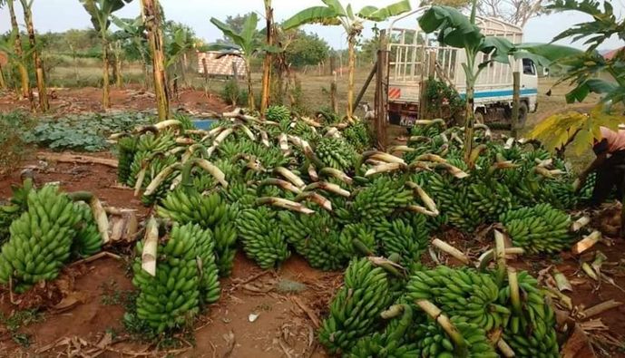 
          ITINÉRAIRE TECHNIQUE DE LA PRODUCTION DE LA BANANE 