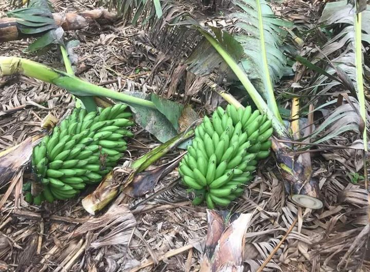 
          ITINÉRAIRE TECHNIQUE DE LA PRODUCTION DE LA BANANE (SUITE ET FIN) E 