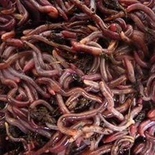 
          Ogboni 