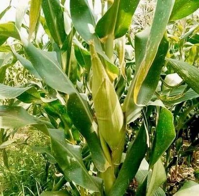 
          Controleur Interne à Soycain Bénin