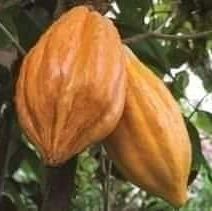 
          Ogboni 