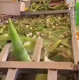 
          Ogboni 