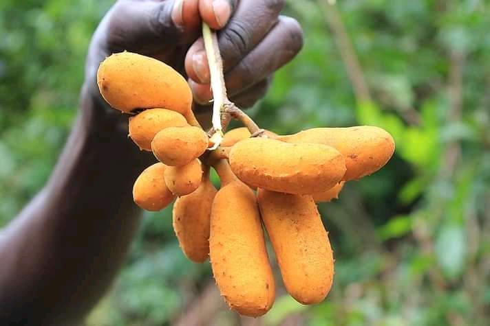 
          Ogboni 