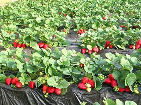 
           Les avantages de la plasticulture