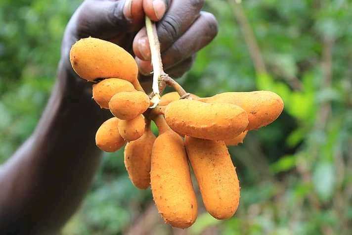 
          Ogboni 