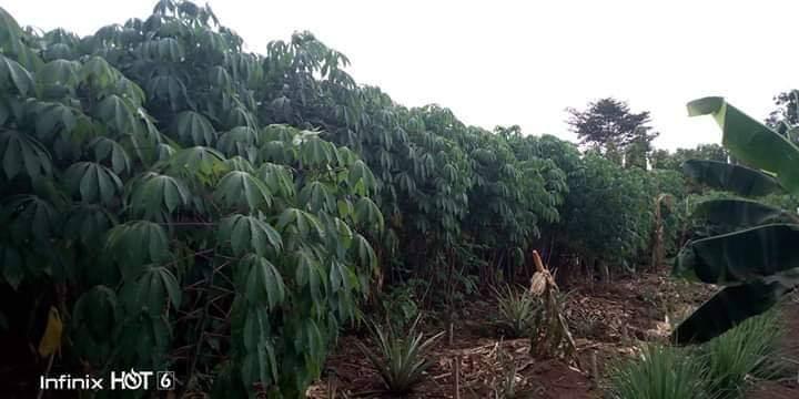 
          #Manioc