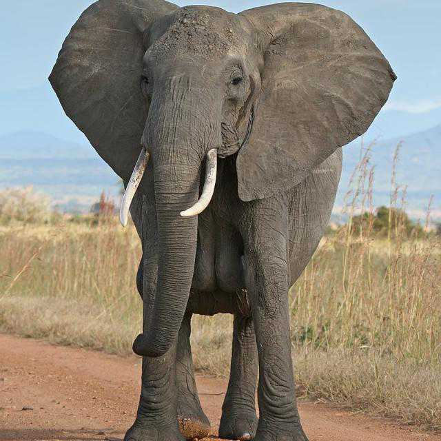 
          Assangbe