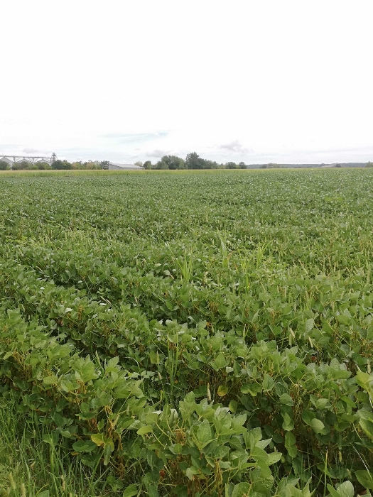 
          Soja irrigué très joli secteur Tafn