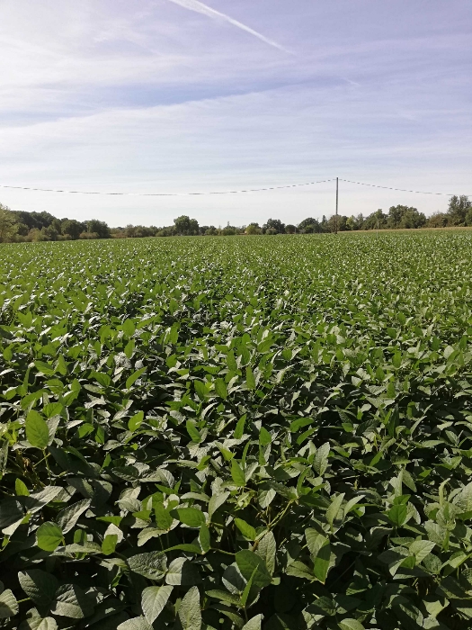 
          Soja Type Isidor secteur villemur sur Tarn beau potentiel.. 