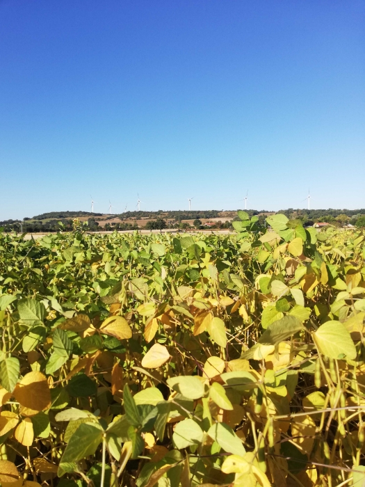 
          Bonjour, Soja isidor en sec sa commence vraiment à. Souffrir secteur Haute-Garonne. 