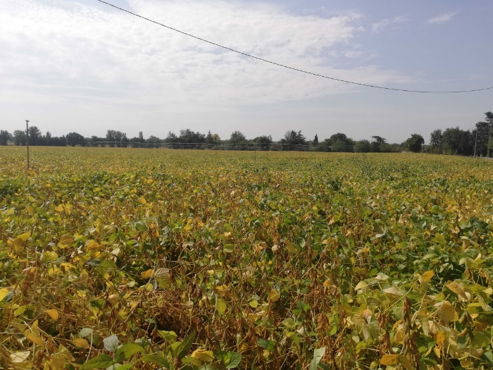 
          Bonjour soja type Isidor secteur Haute-Garonne a Buzet sur Tarn irrigué il commence à changer de couleur.. Ce jour 32°c
