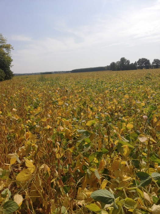 
          Secteur Buzet sur Tarn 