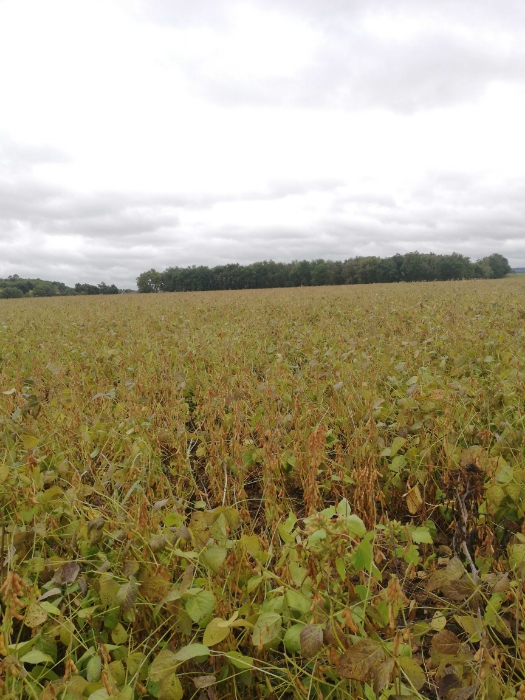 
          Bonjour Soja type Isidor pas encore mûre condition plutôt pluvieuse grains jolies. Secteur Tarn et Garonne  Giroussens 