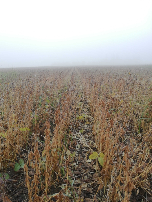 
          Bonjour Soja type Isidor secteur Haute Garonne le matin dans le brouillard les grains sont beaux. La qualité est la... 