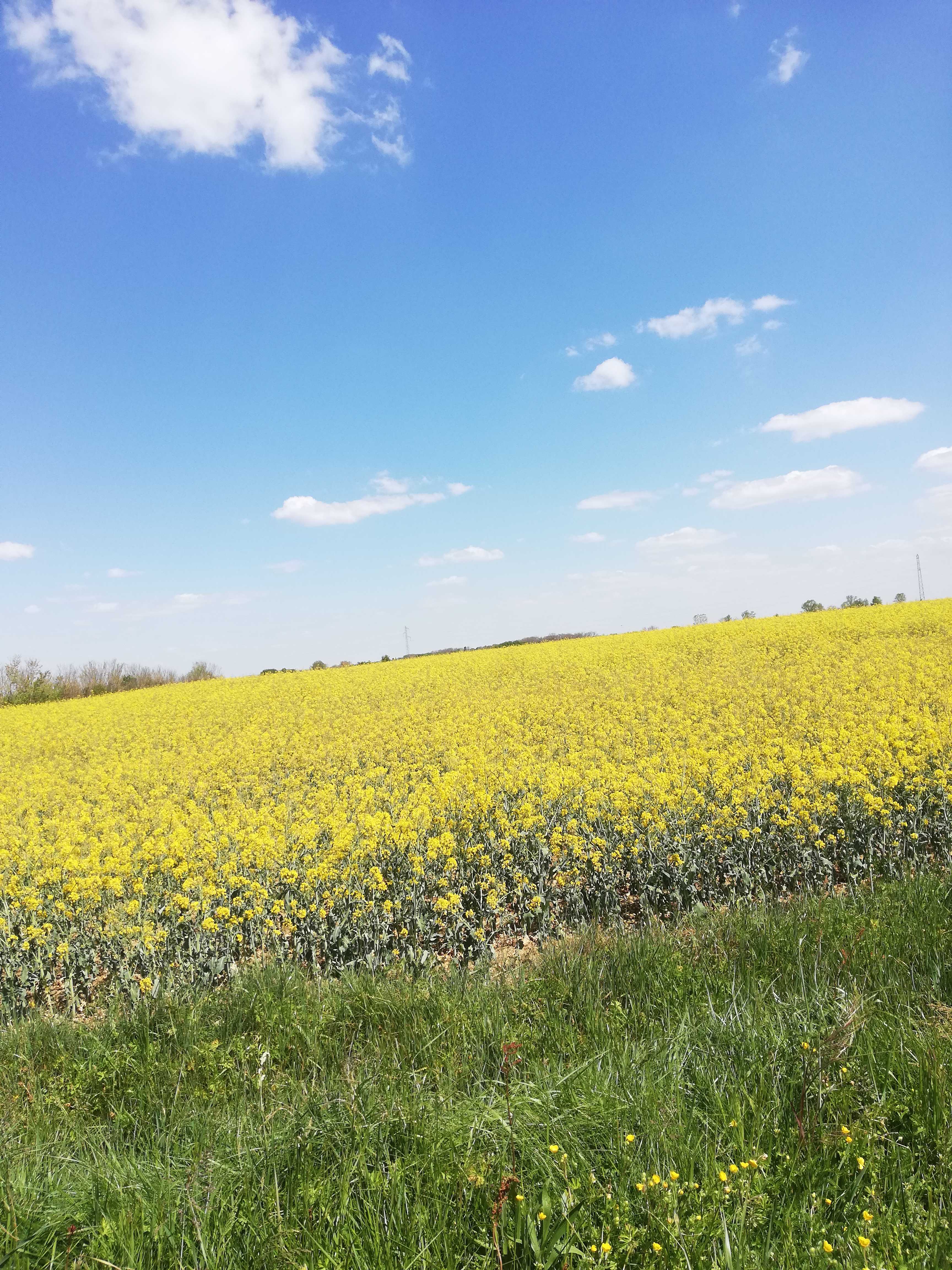 
          Bonjour colza en fleur terrain type boulbenes c'est sec.. Secteur Pibrac Haute-Garonne