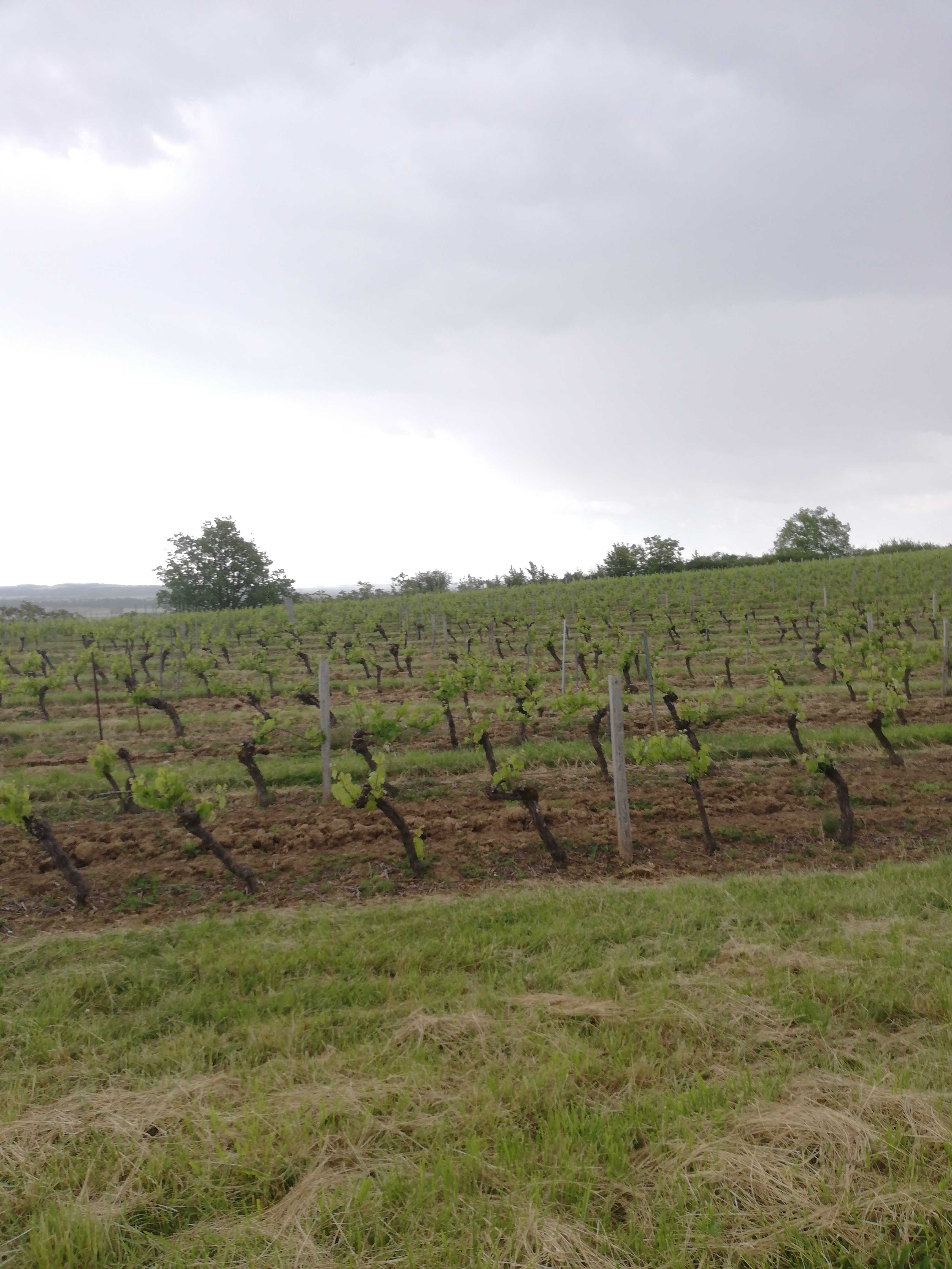 
          Bonjour parcelle de vigne secteur Rabastens dans le Tarn 