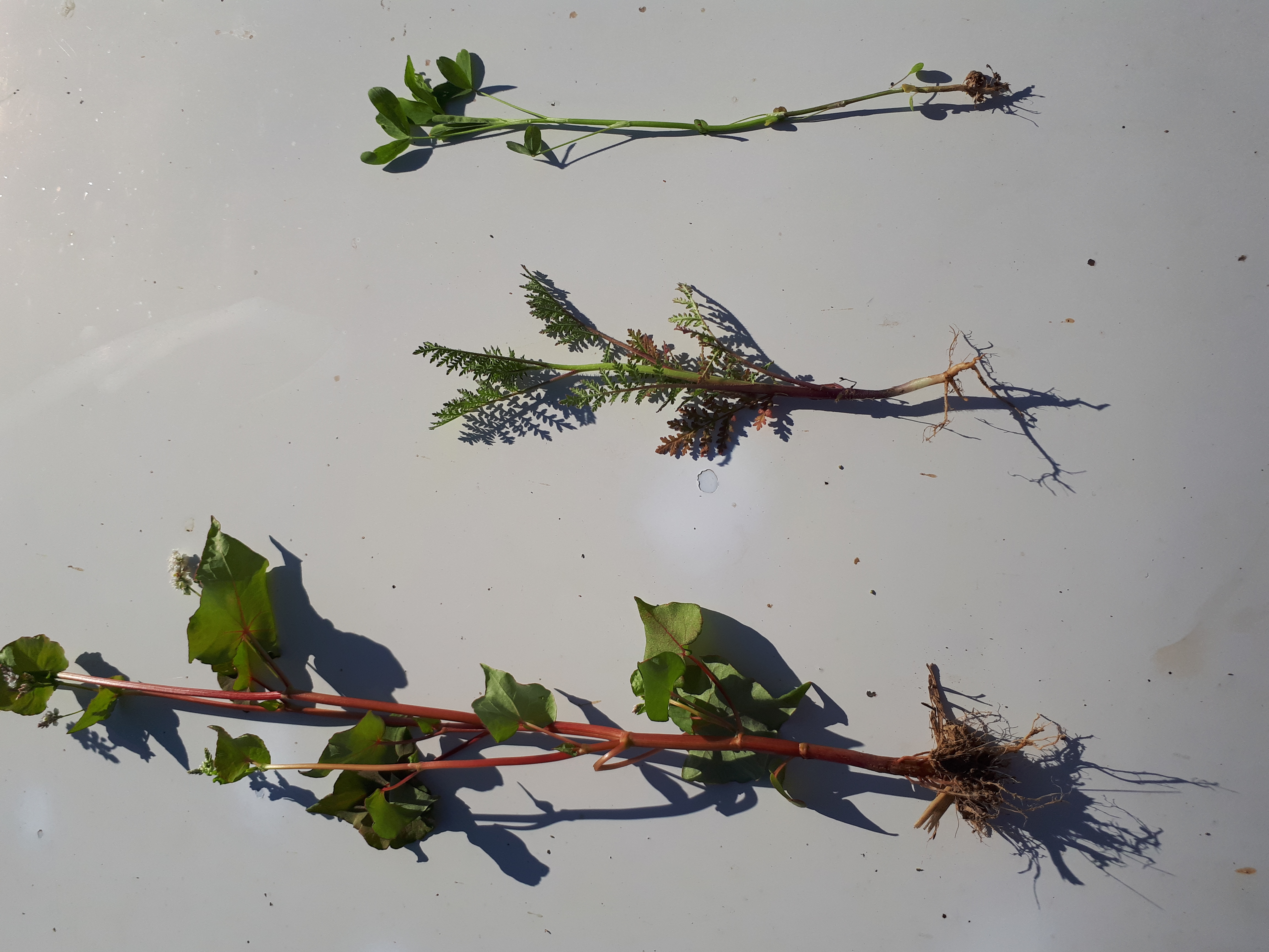 Un agriculteur fier de son tournesol de semence, son soja et de ces engrais verts d été.