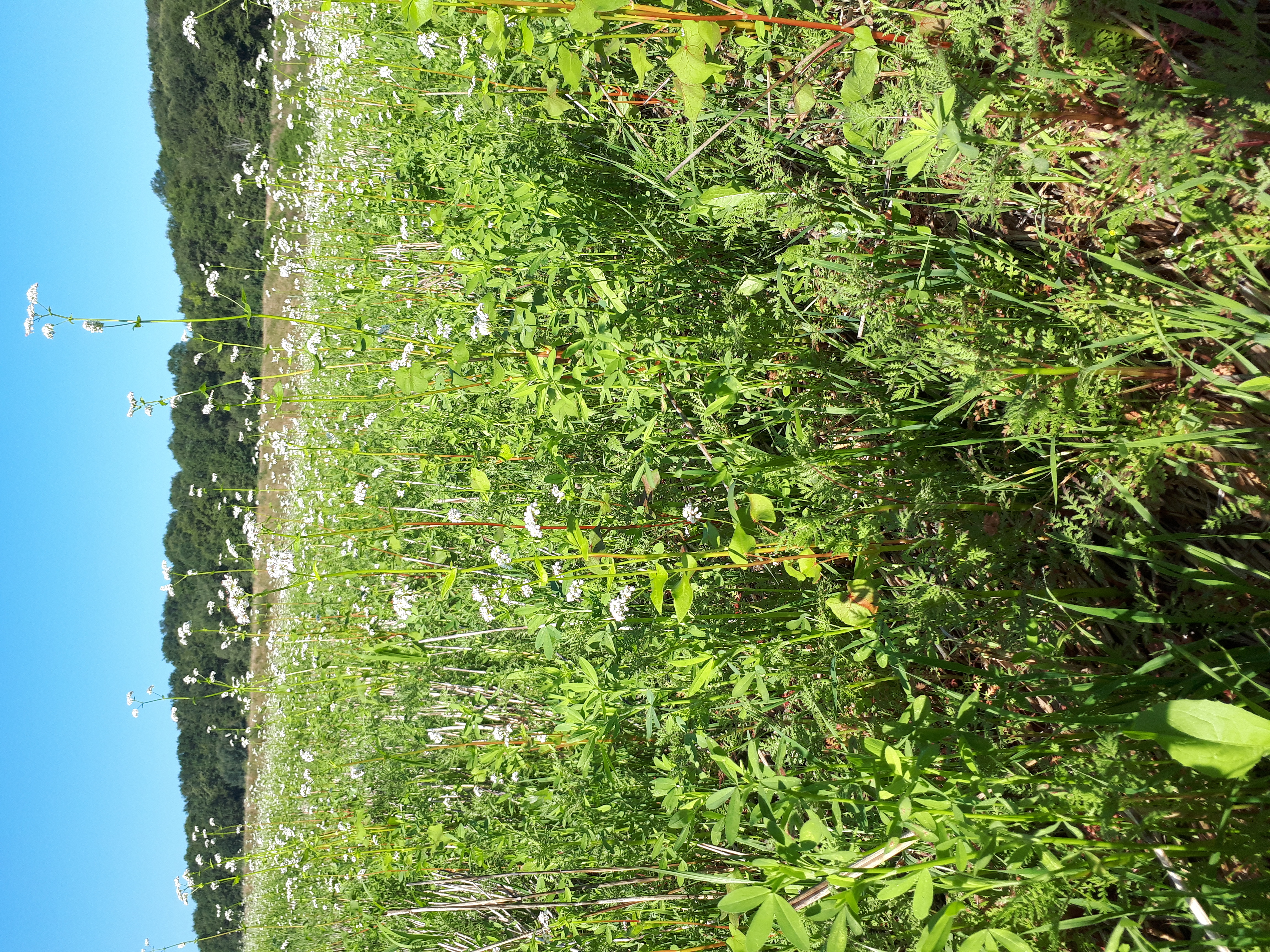 Un agriculteur fier de son tournesol de semence, son soja et de ces engrais verts d été.