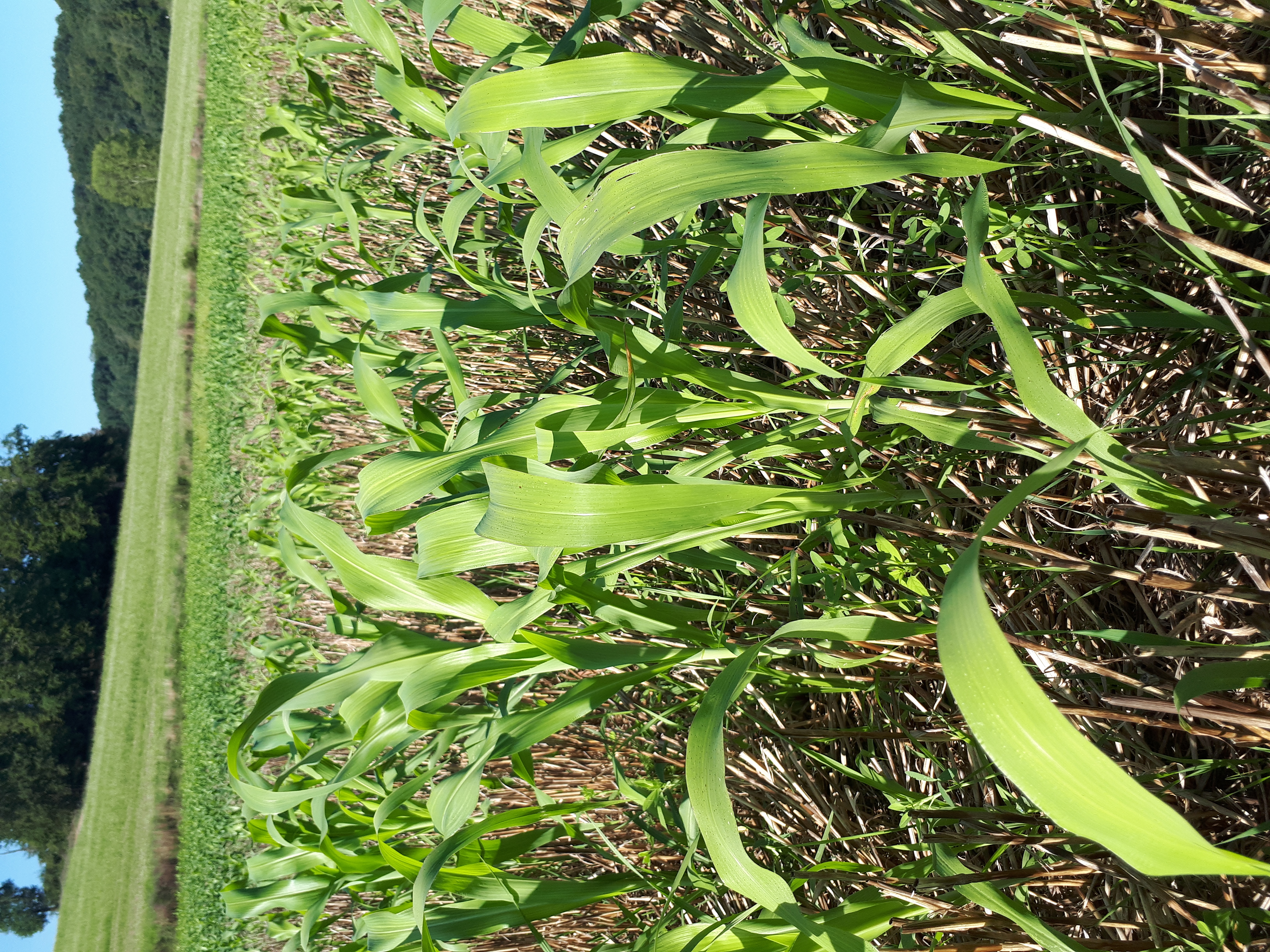 Un agriculteur fier de son tournesol de semence, son soja et de ces engrais verts d été.