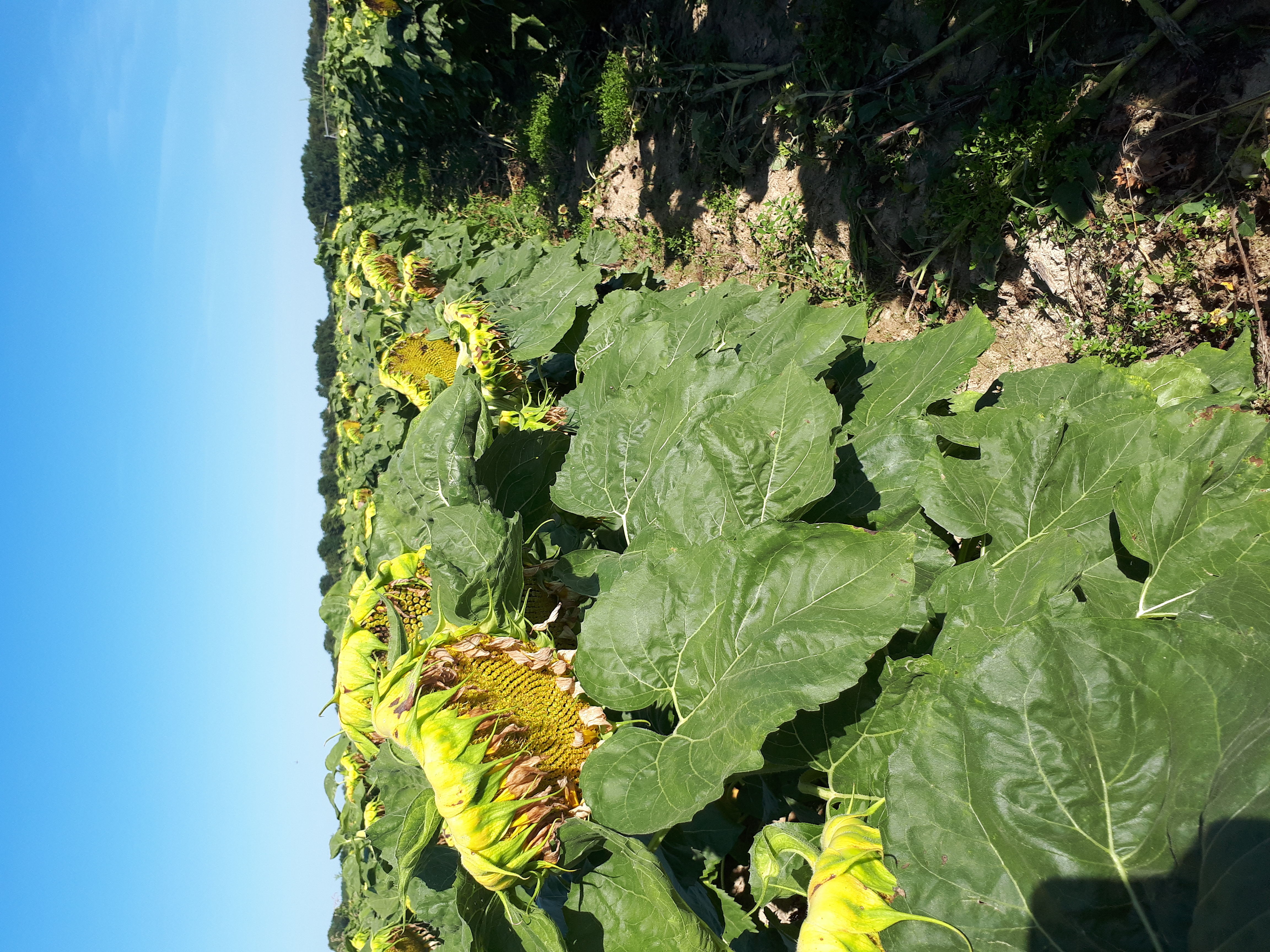 Un agriculteur fier de son tournesol de semence, son soja et de ces engrais verts d été.