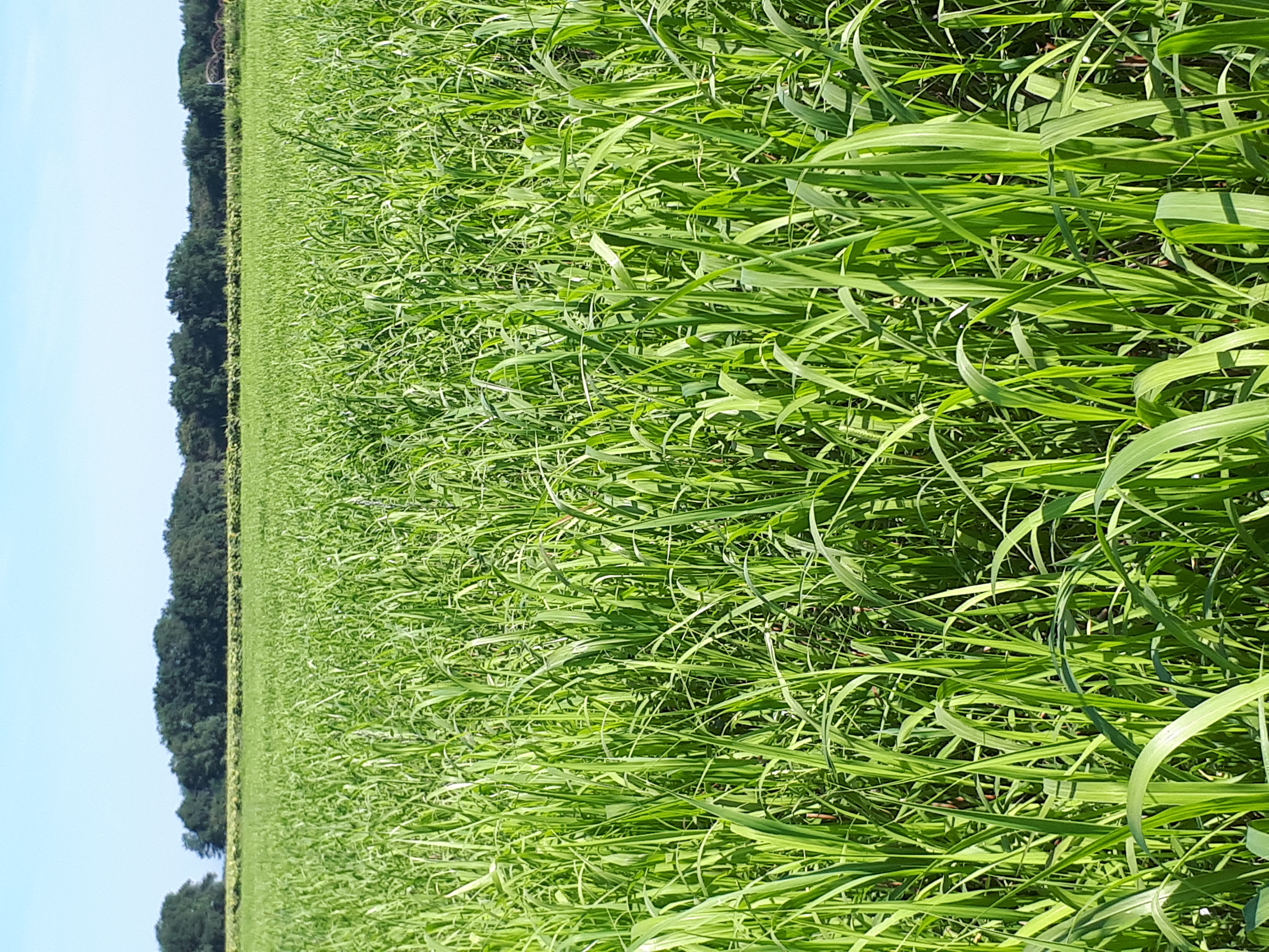 Un agriculteur fier de son tournesol de semence, son soja et de ces engrais verts d été.