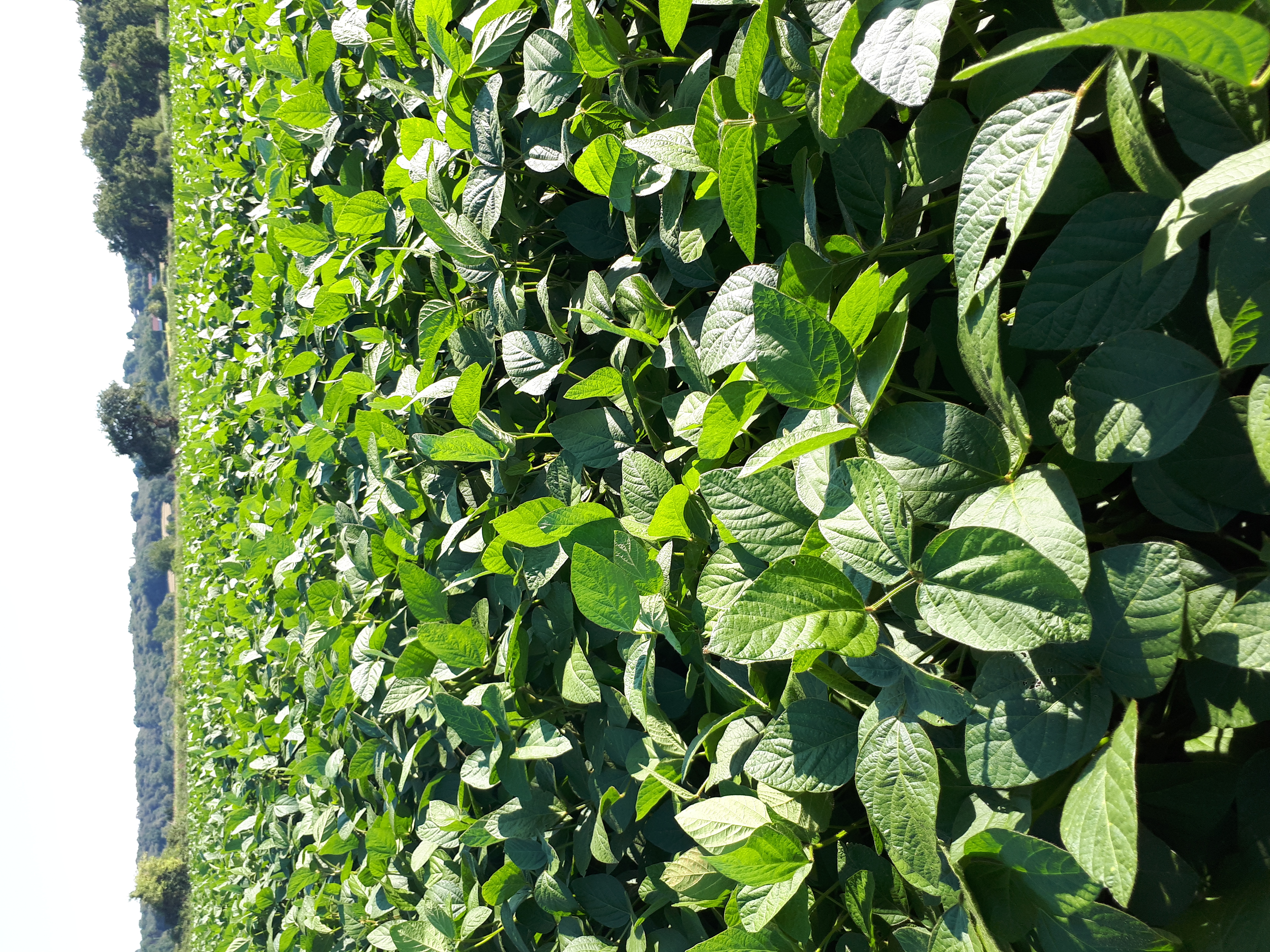 55 ha de soja chez le même  client. désherbage reussi: pas une herbe.