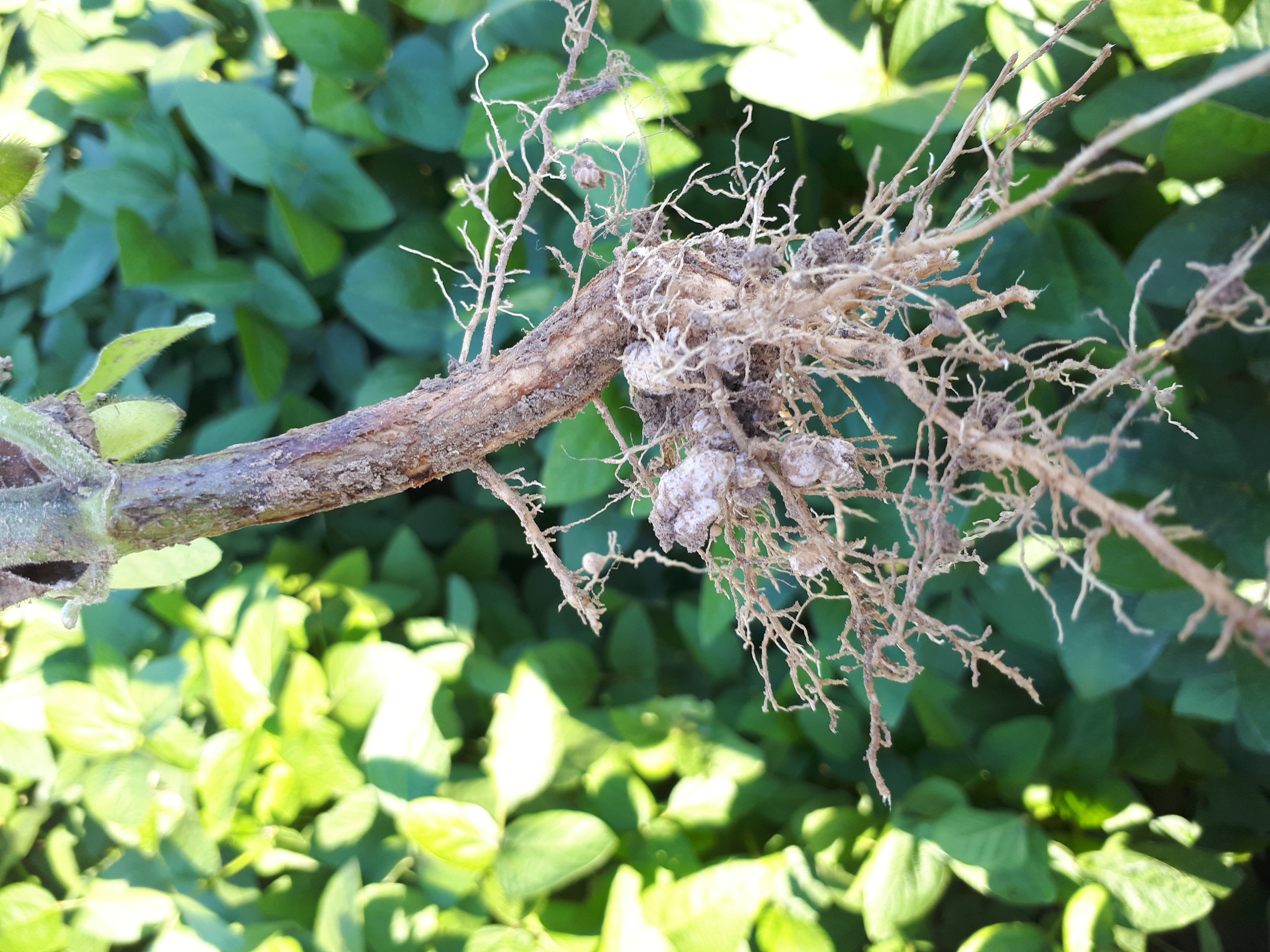 55 ha de soja chez le même  client. désherbage reussi: pas une herbe.